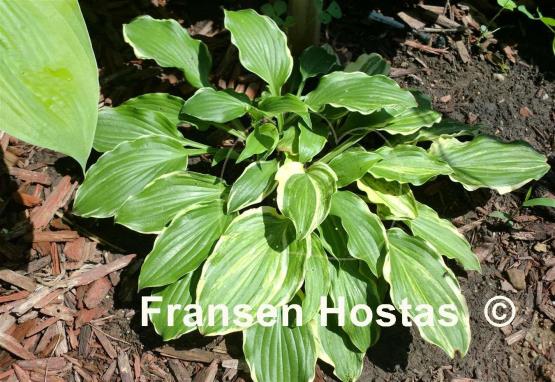 Hosta Chado